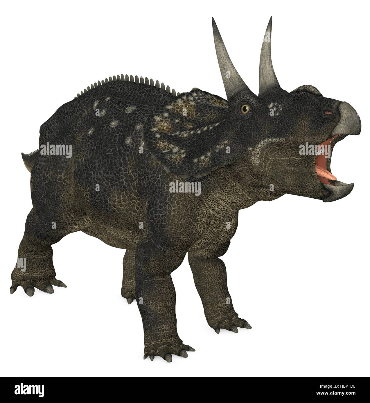 Diceratops Stock Photo