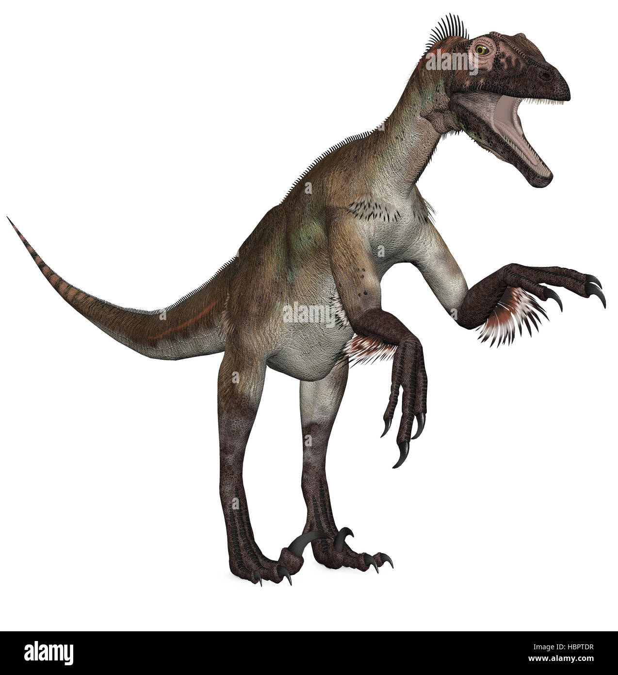 Velociraptor Stock Photo