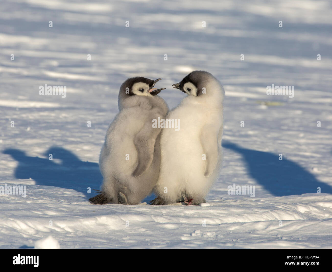 Emperor Penguin chicks engaged in communication Stock Photo