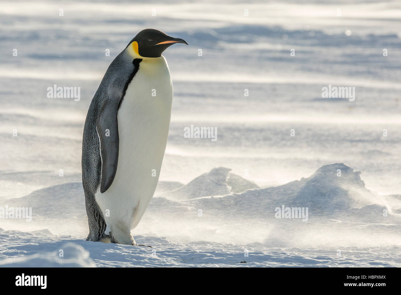 Adult Emperor Penguin on the frozen Weddell Sea Stock Photo