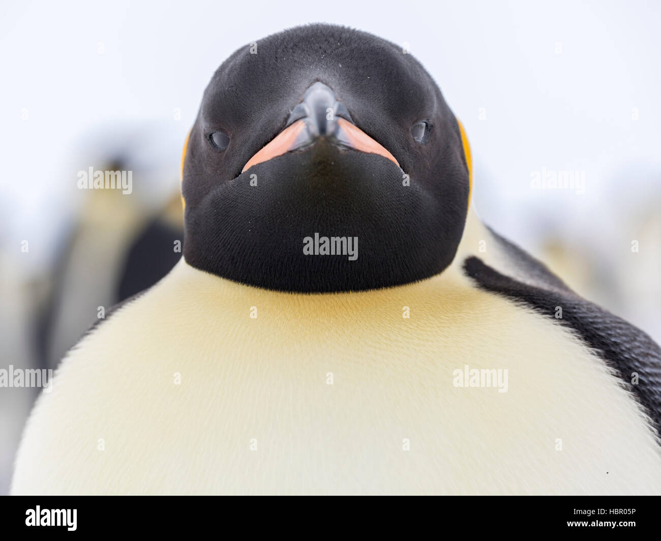 Stern portrait of on an Emperor Penguin Stock Photo