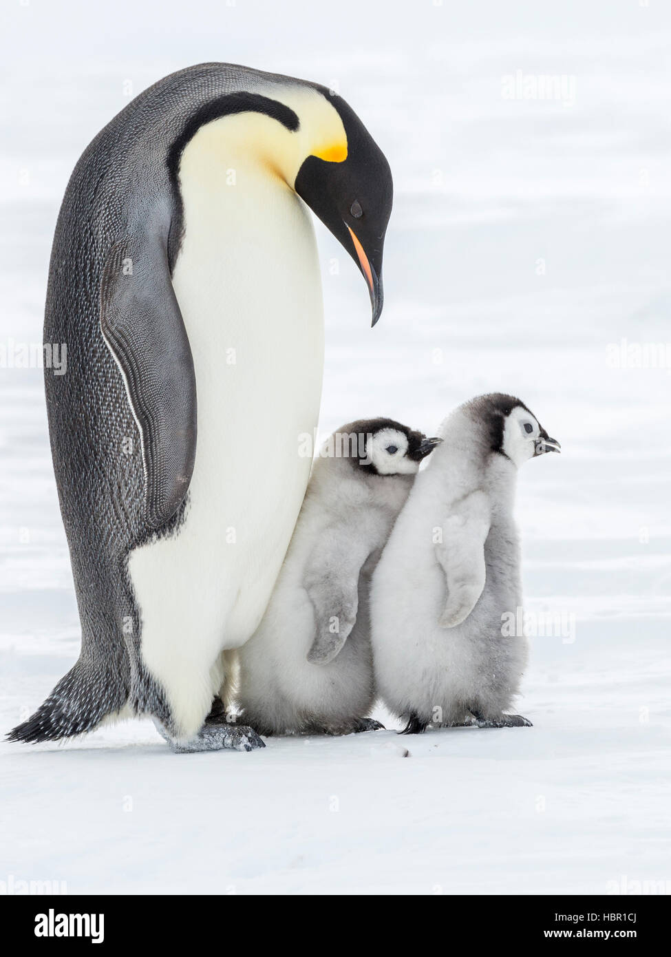 Two Emperor Penguin chicks bunched-up close to an adult Stock Photo