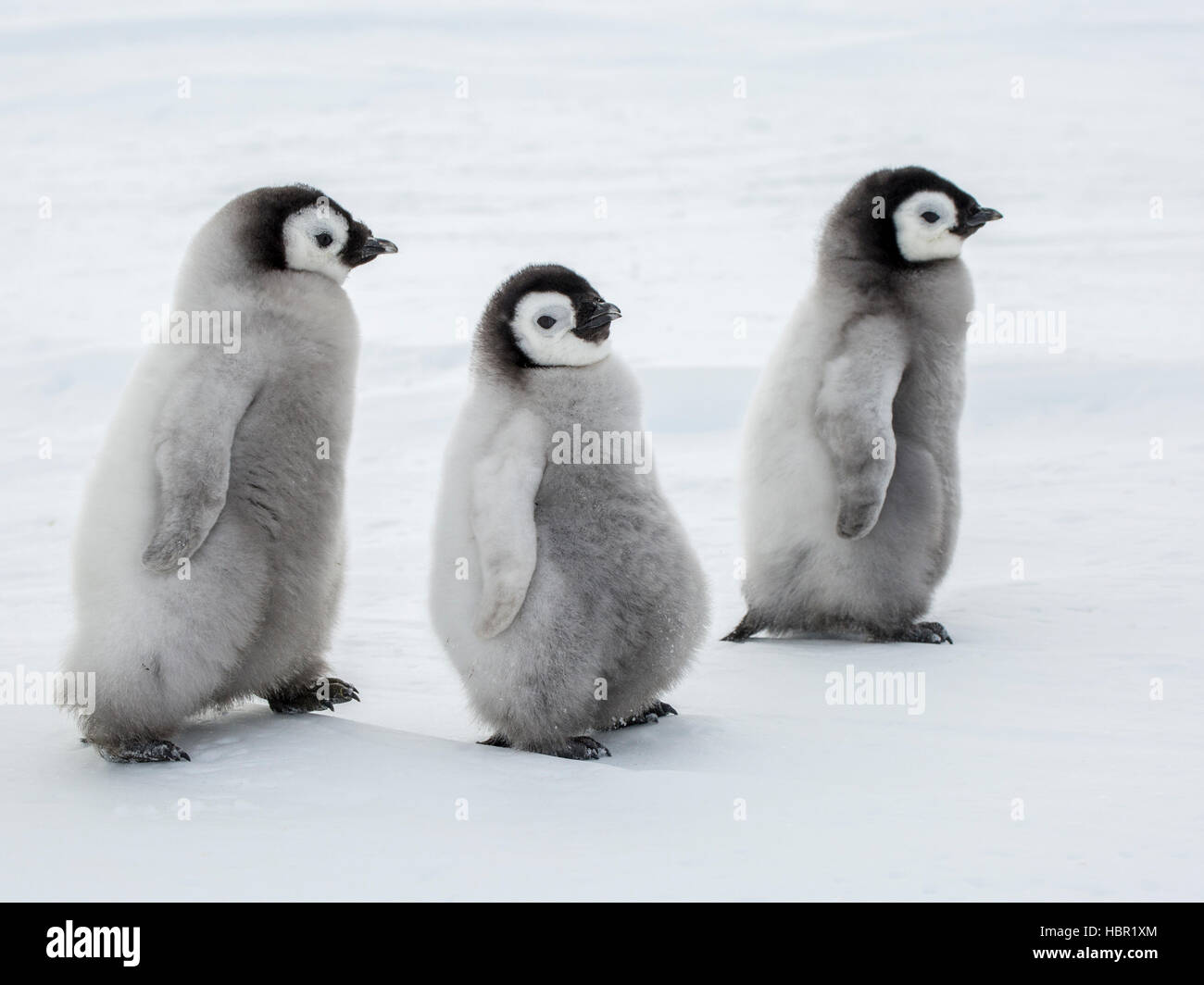 Three Emperor Penguin chicks Stock Photo