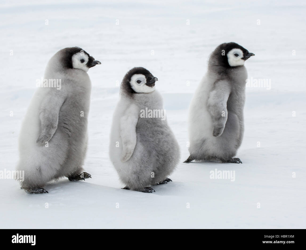 Antarctic Emperor Penguins March Hi res Stock Photography And Images Antarctic Emperor Penguins March Hi res Stock Photography And Images