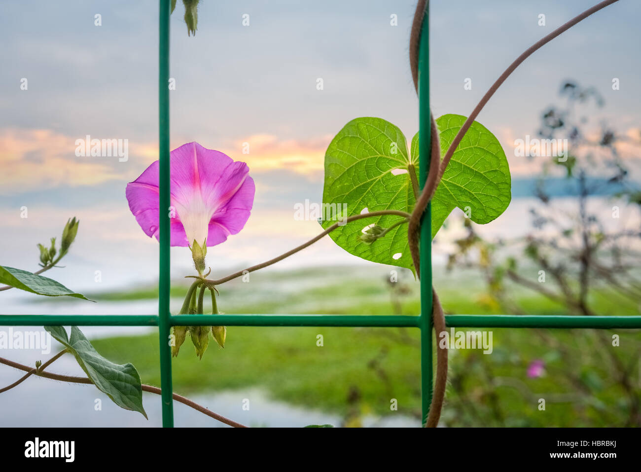 Beautiful sunset in summer hi-res stock photography and images - Alamy