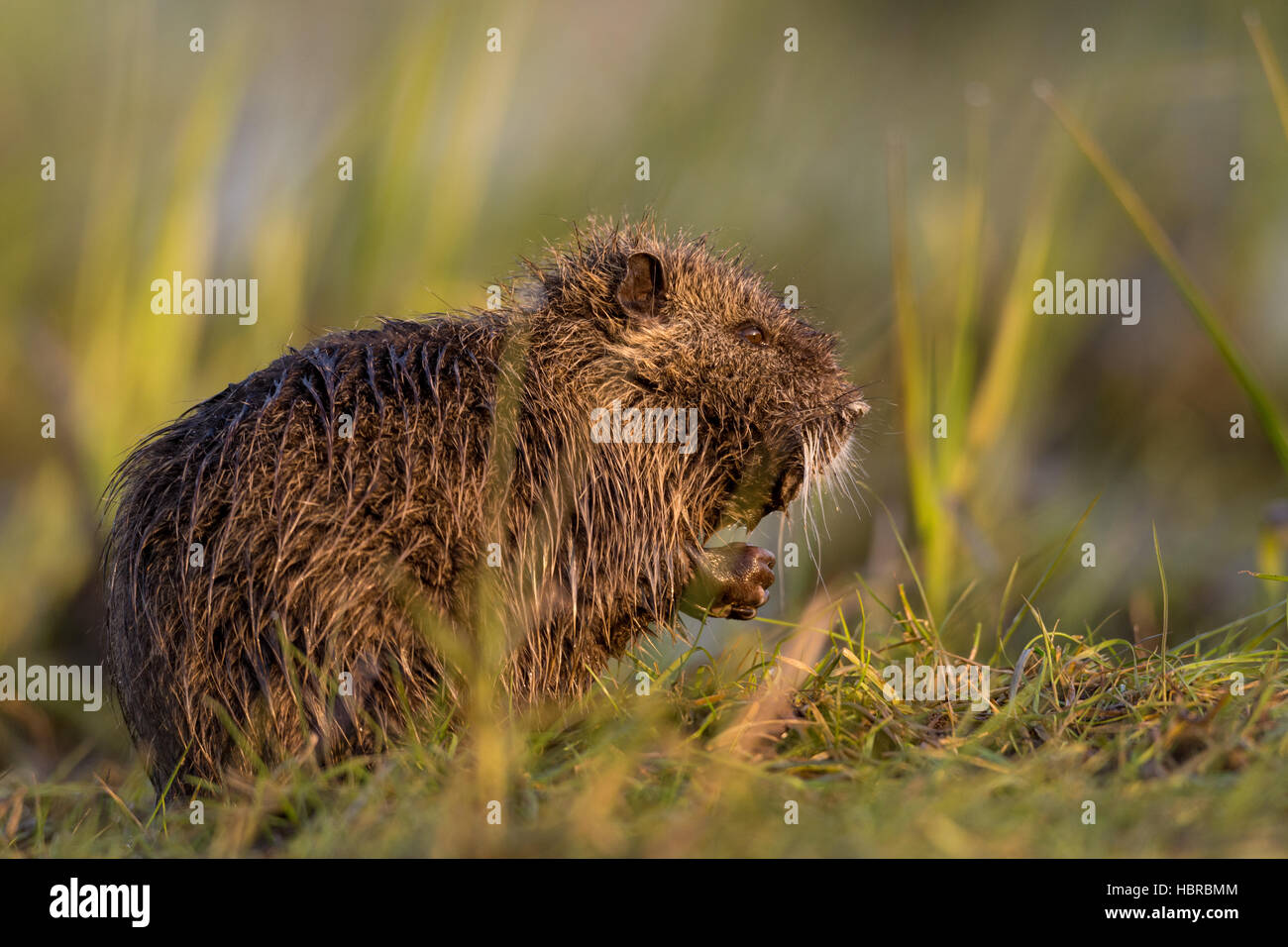 Nutria in a meadow Stock Photo Alamy