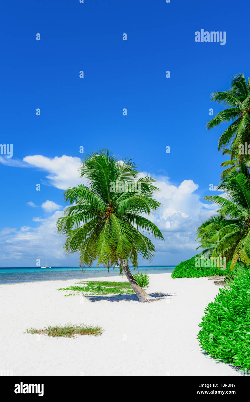 Palm Paradise Top