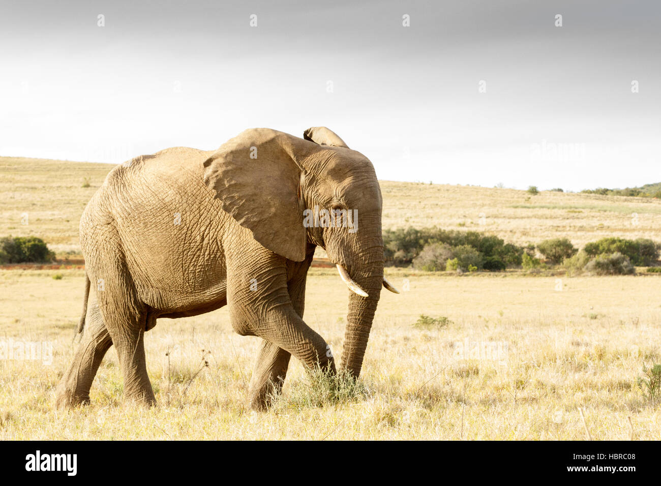 Rush Rush African Bush Elephant Stock Photo