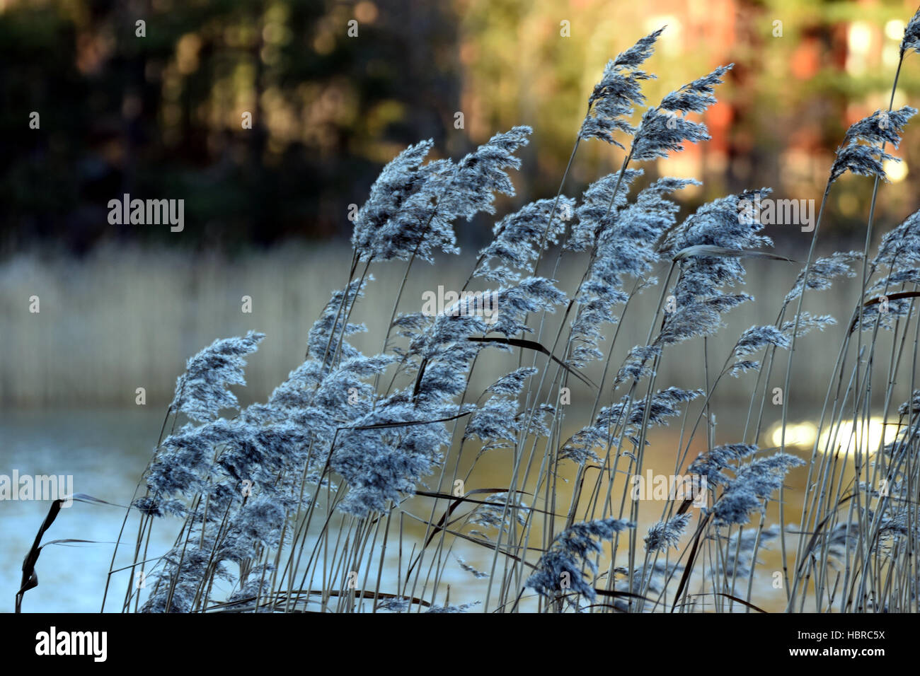 Frosty grass on December, Finland. Stock Photo