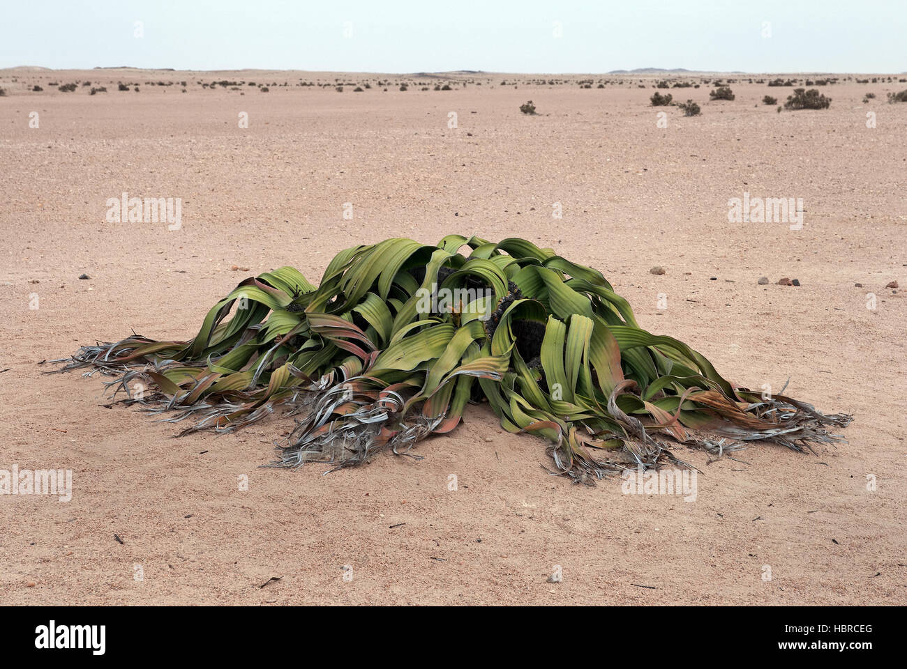 Welwitschia mirabilis hi-res stock photography and images - Alamy