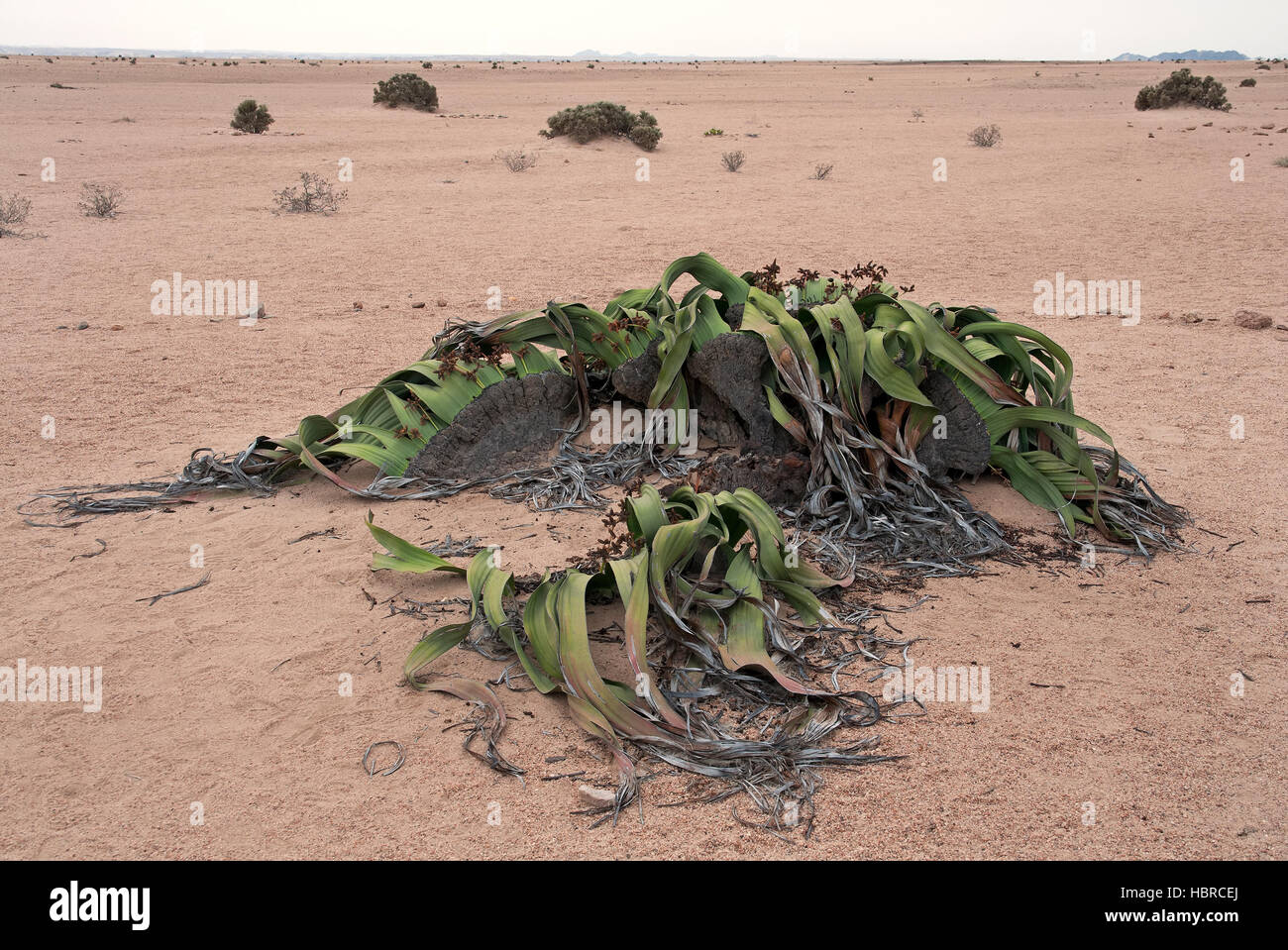 Welwitschia mirabilis Stock Photo