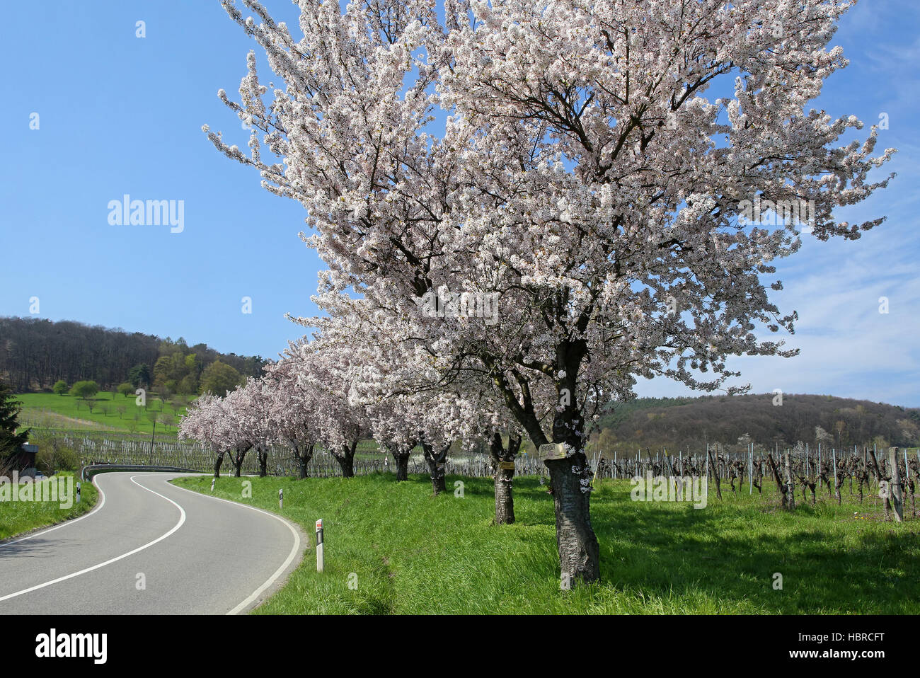 Almond trees in the Pfalz Stock Photo