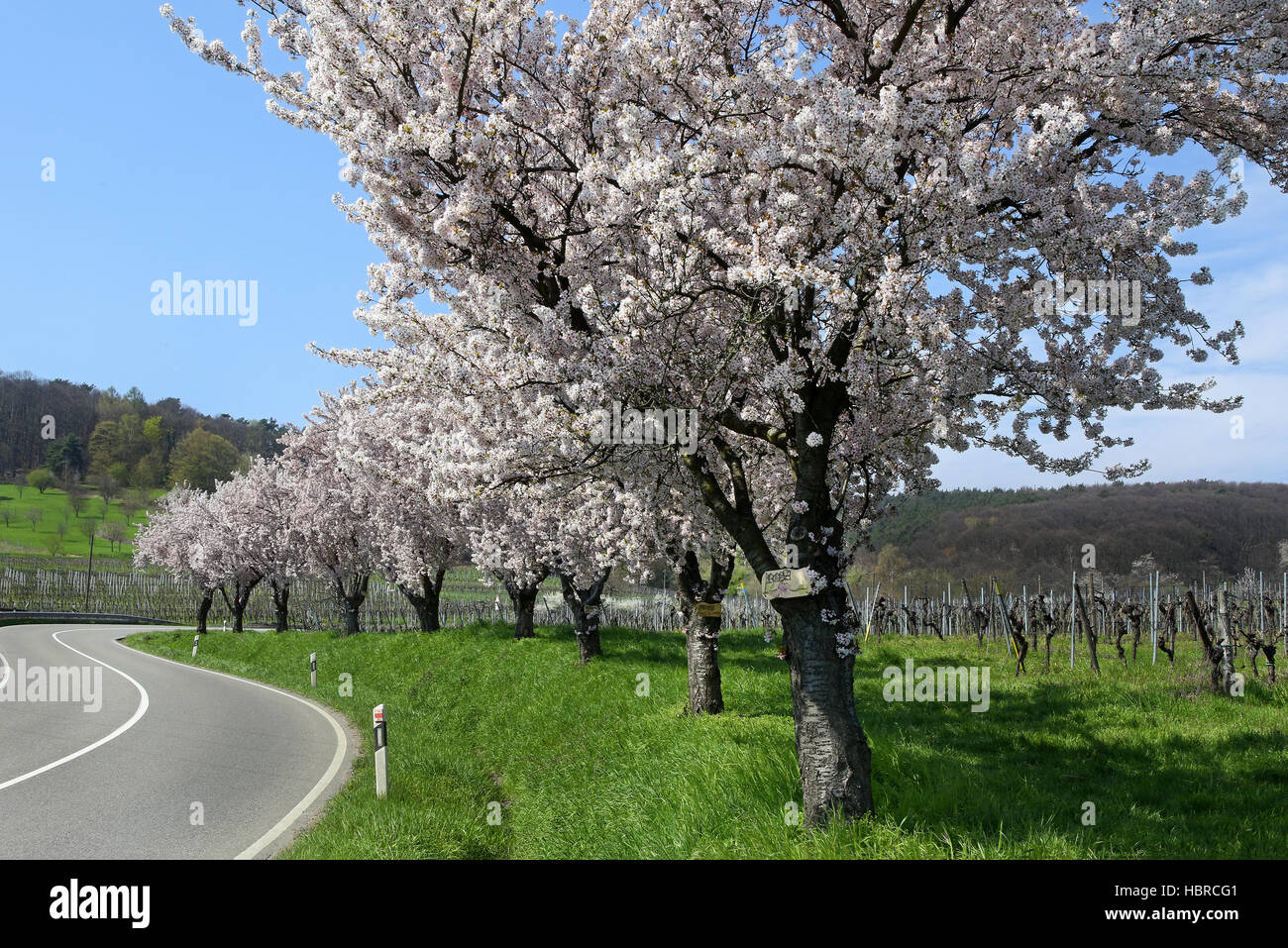 Almond trees in the Pfalz Stock Photo