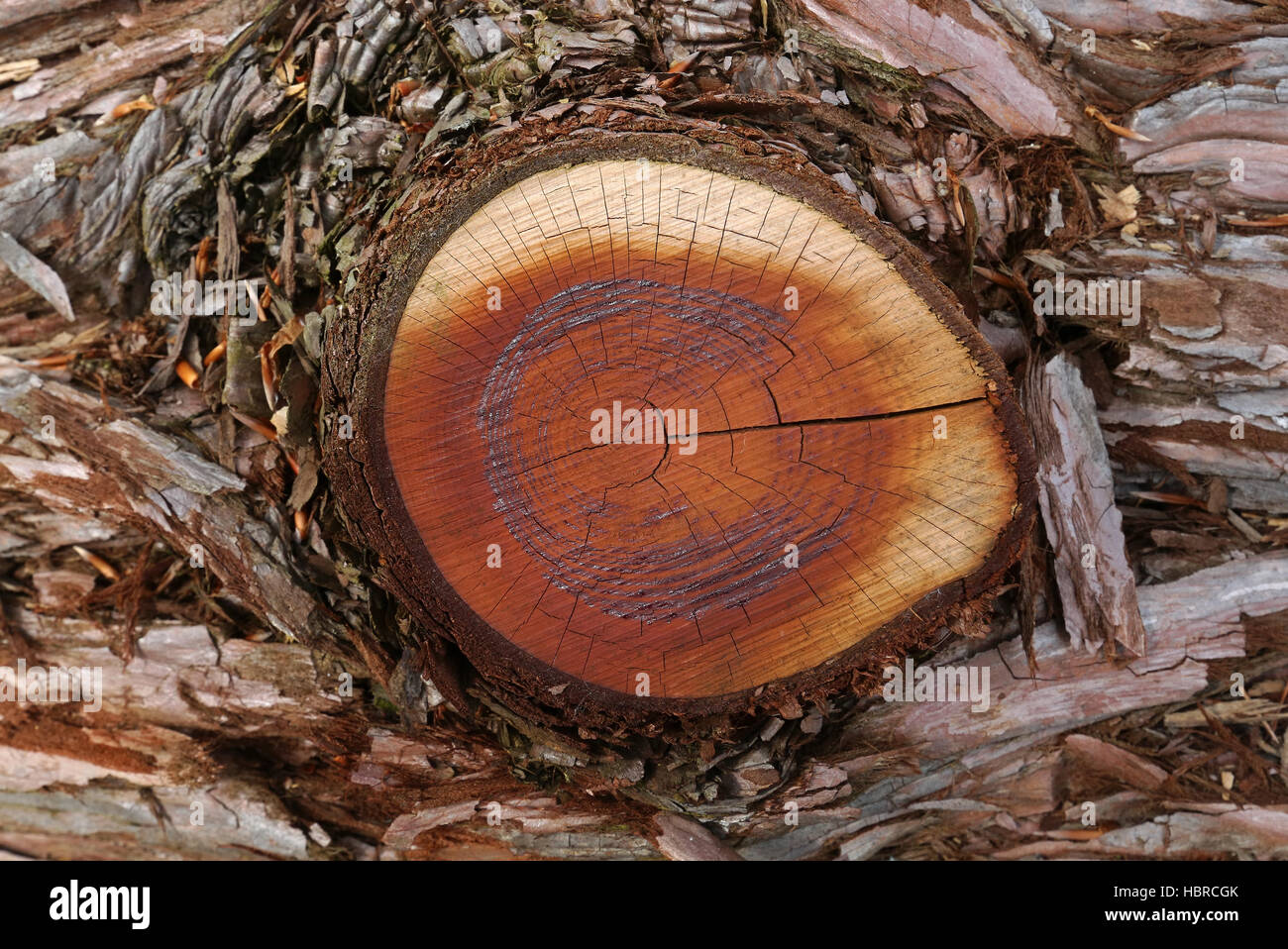 tree-ring Stock Photo