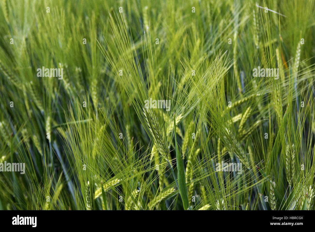 Getreidefeld gerste hi-res stock photography and images - Alamy