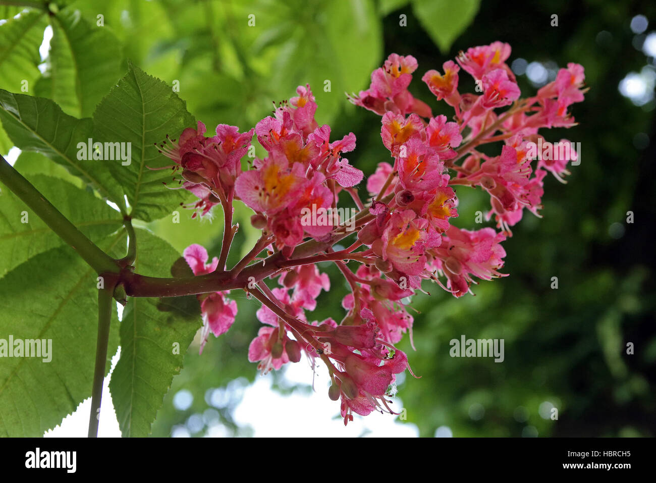 chestnut bloom Stock Photo
