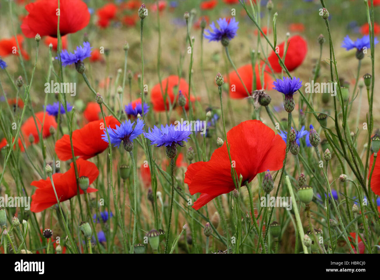 field flower Stock Photo