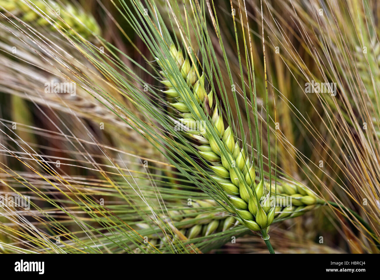 Ahren hi-res stock photography and images - Alamy