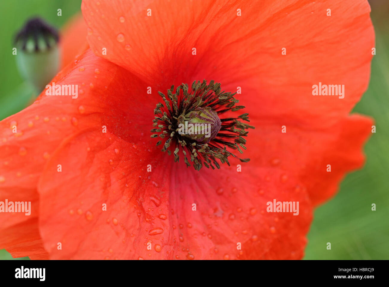 Mohnblume garten hires stock photography and images Alamy