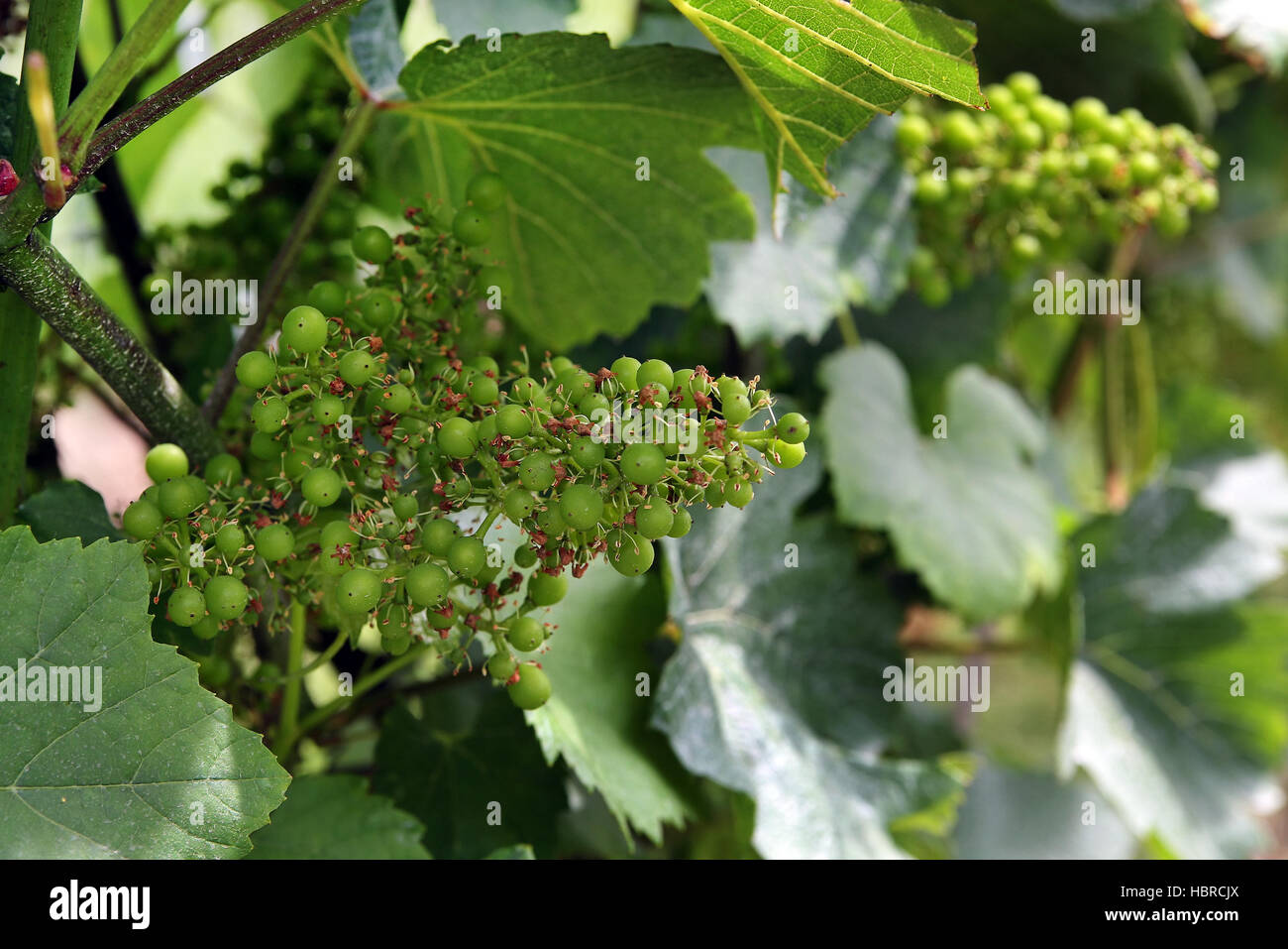young grapes Stock Photo