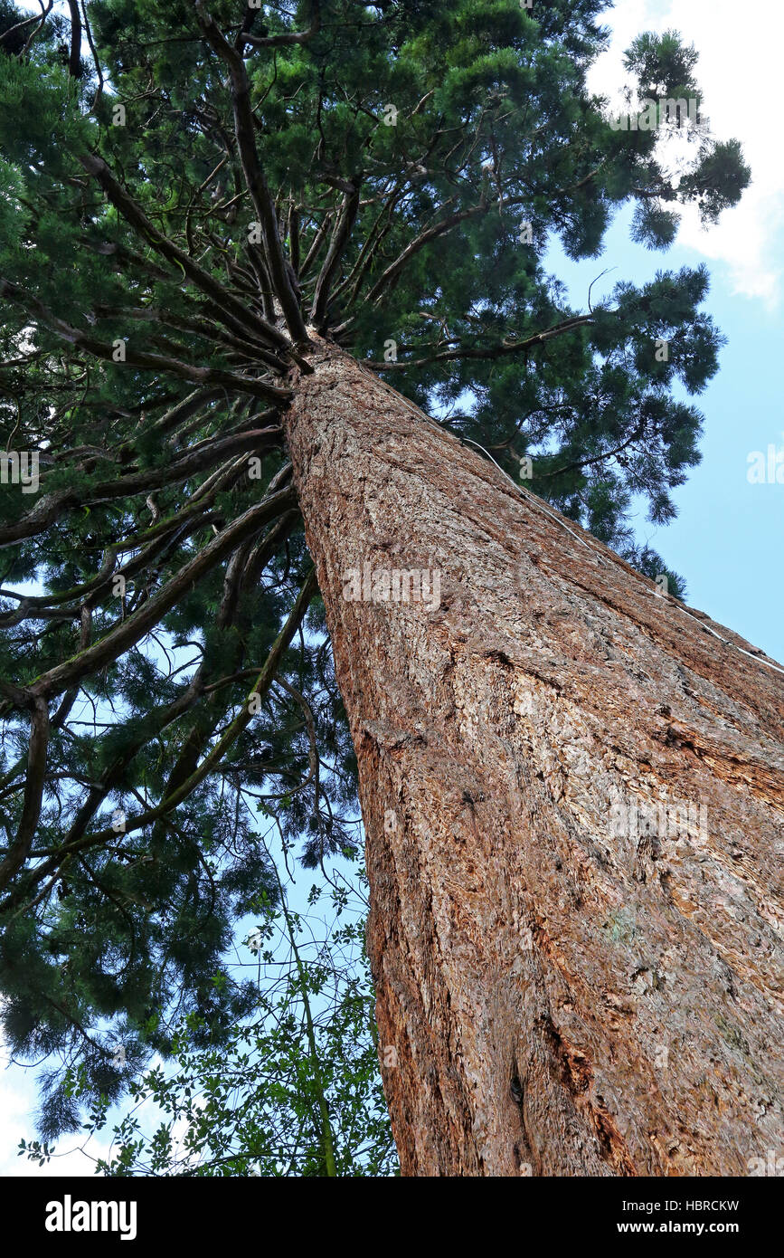 Sequoia baum hires stock photography and images Alamy