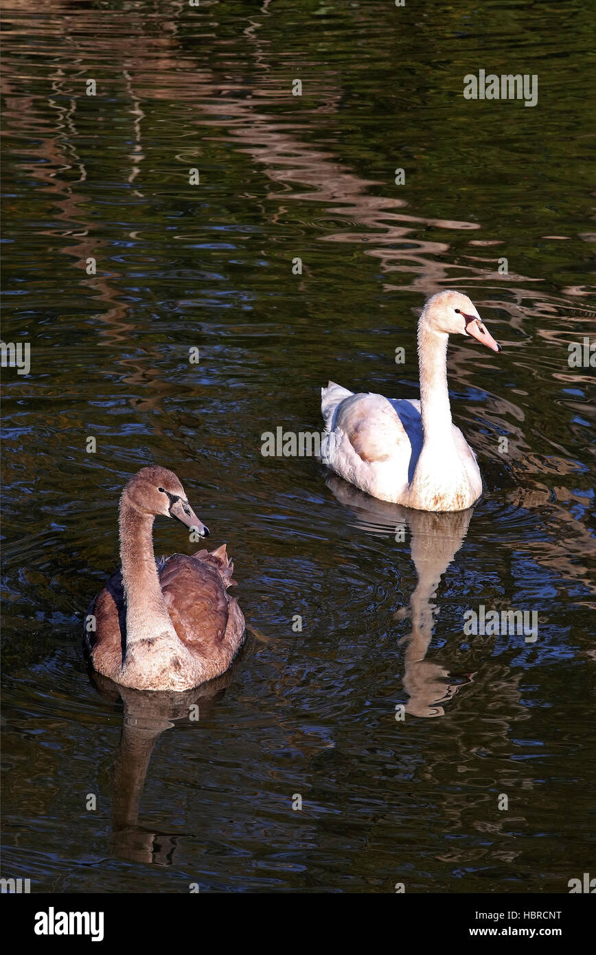 swan Stock Photo