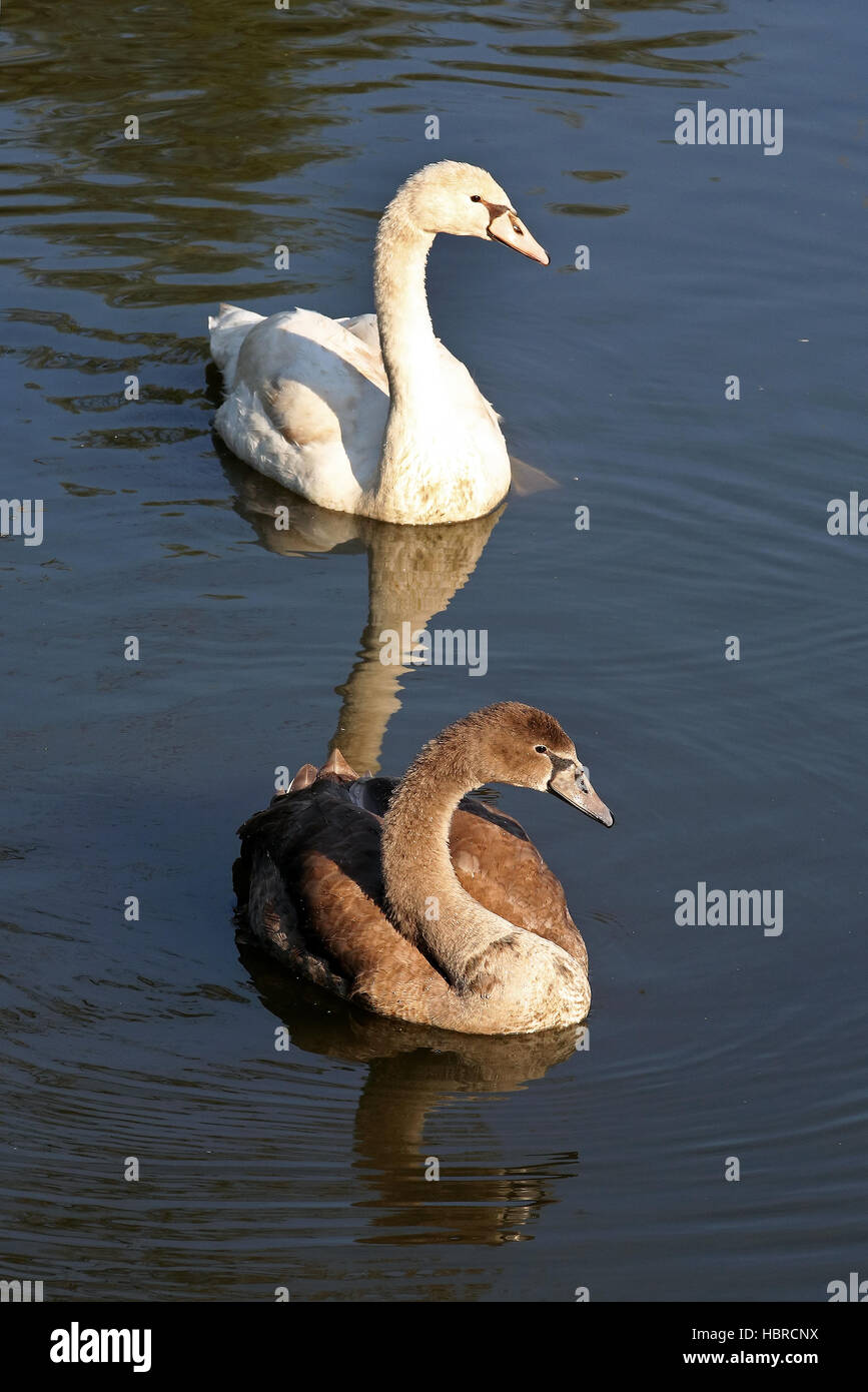 swan Stock Photo