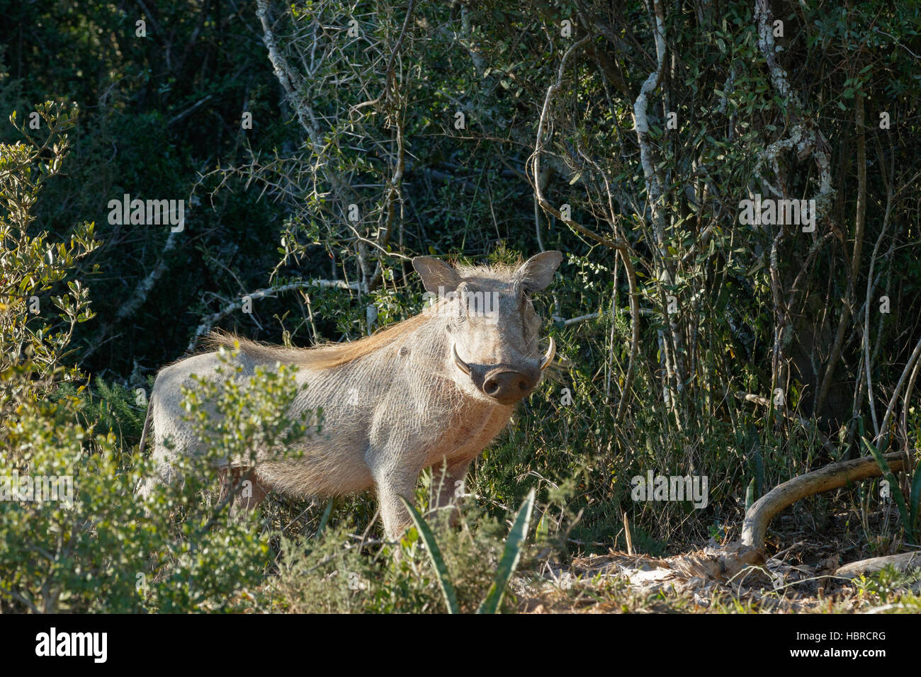 Common warthog trying to hide behind a bush Stock Photo