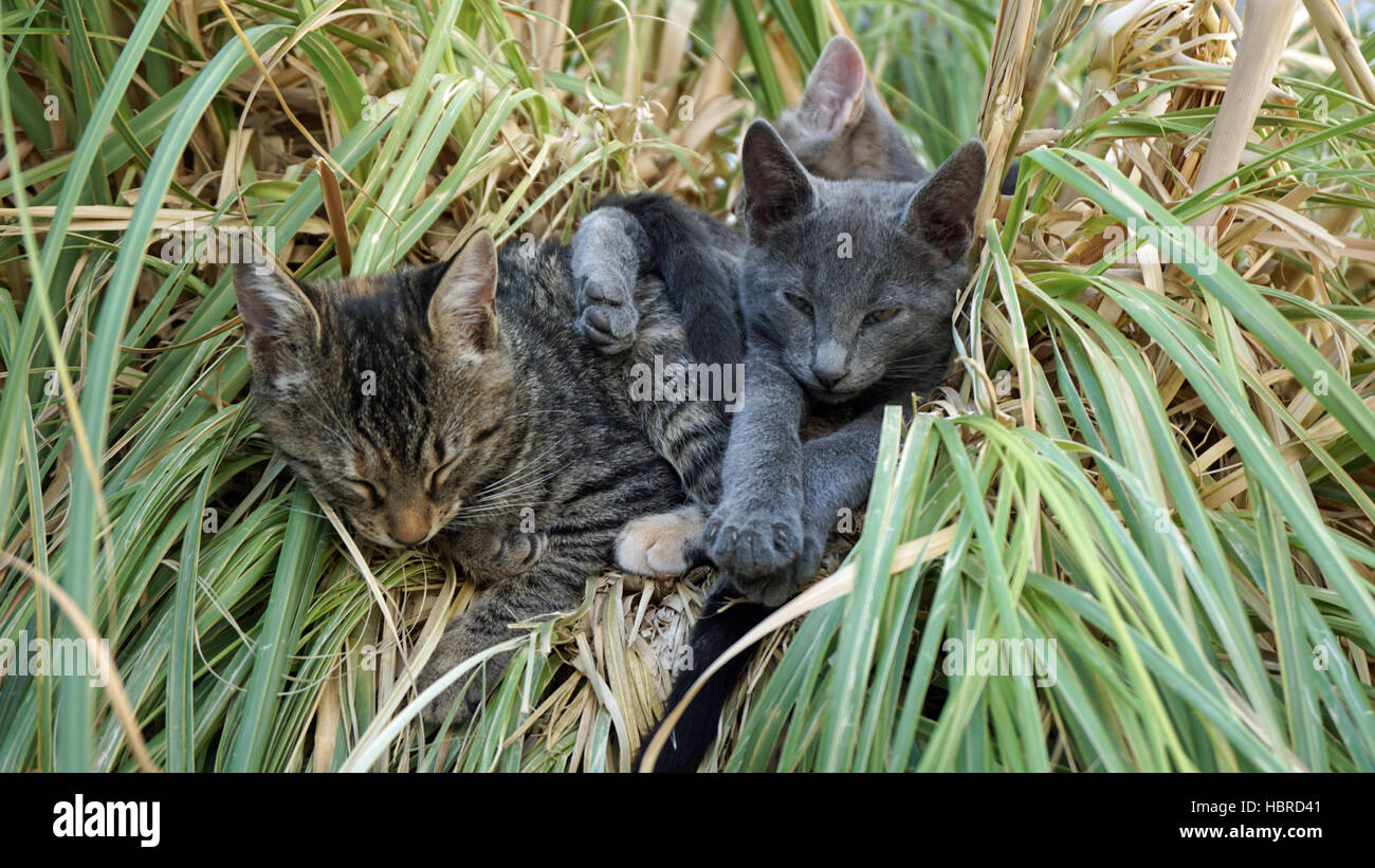 Little cats hi-res stock photography and images - Alamy