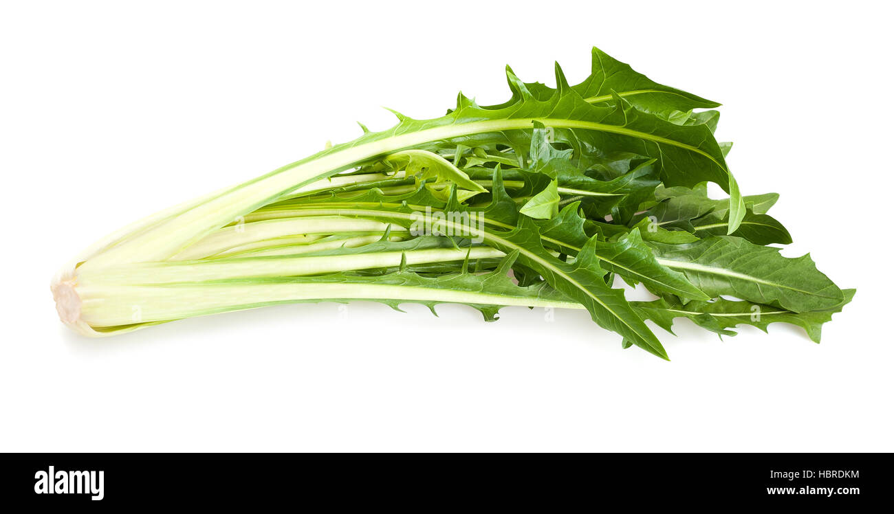 Testa di puntarelle, tipico verde insalata romana Foto stock - Alamy