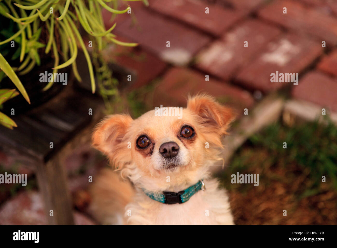 Small long haired Chihuahua mixed breed dog Stock Photo - Alamy