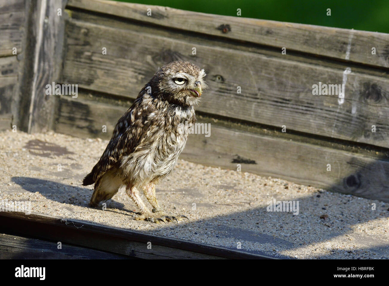 Little owl Stock Photo