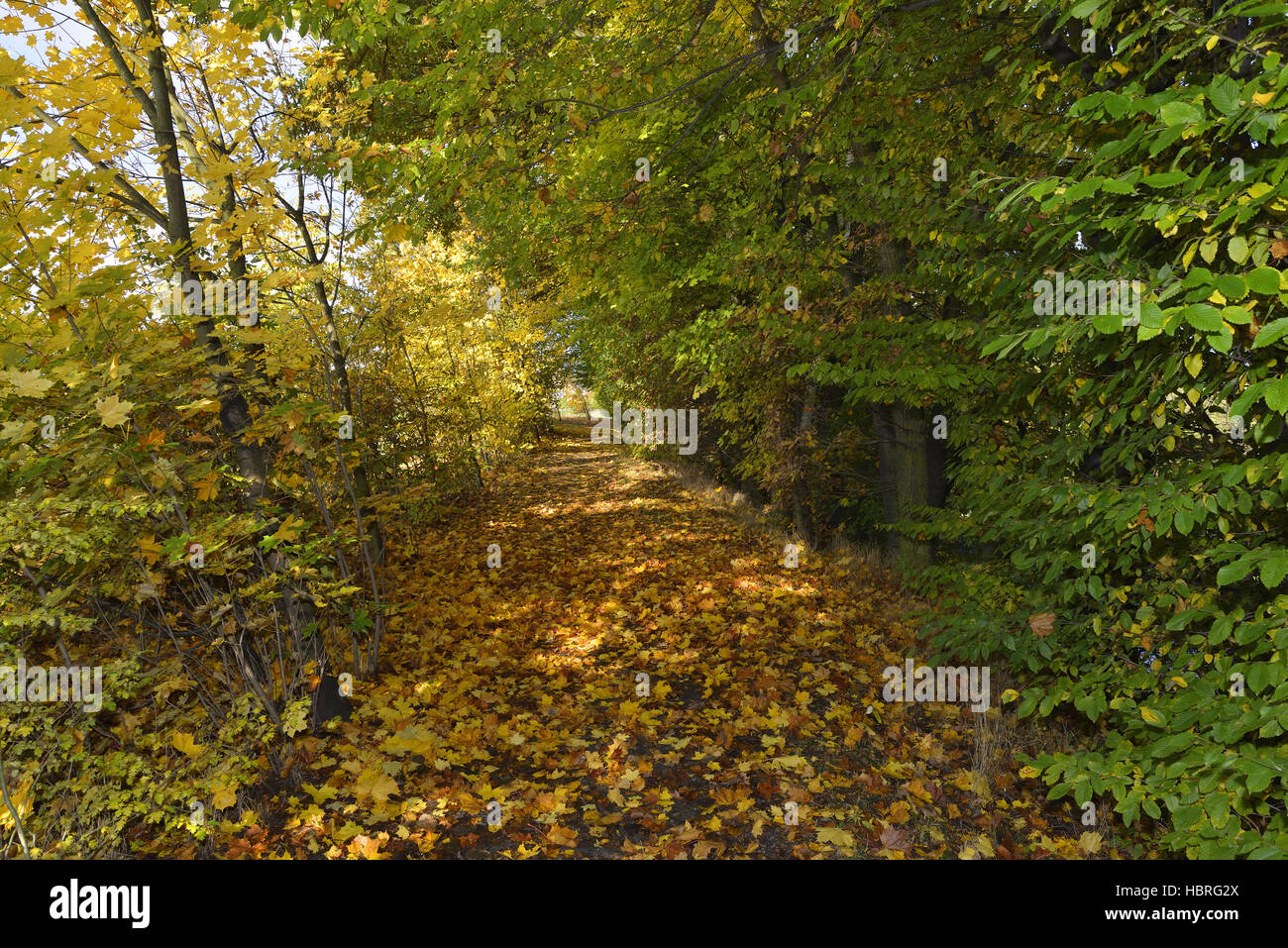 Autumn in the forest Stock Photo - Alamy