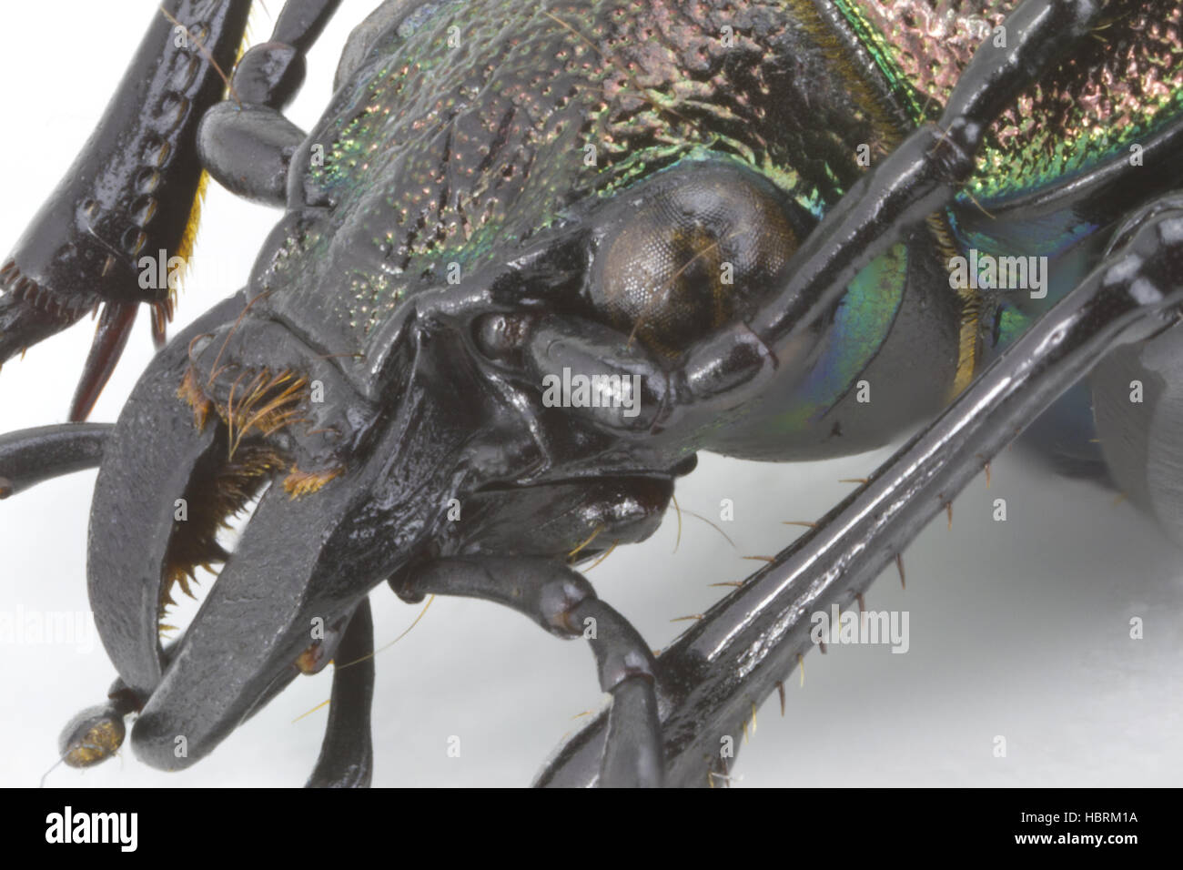 head from lesser searcher beetle Stock Photo