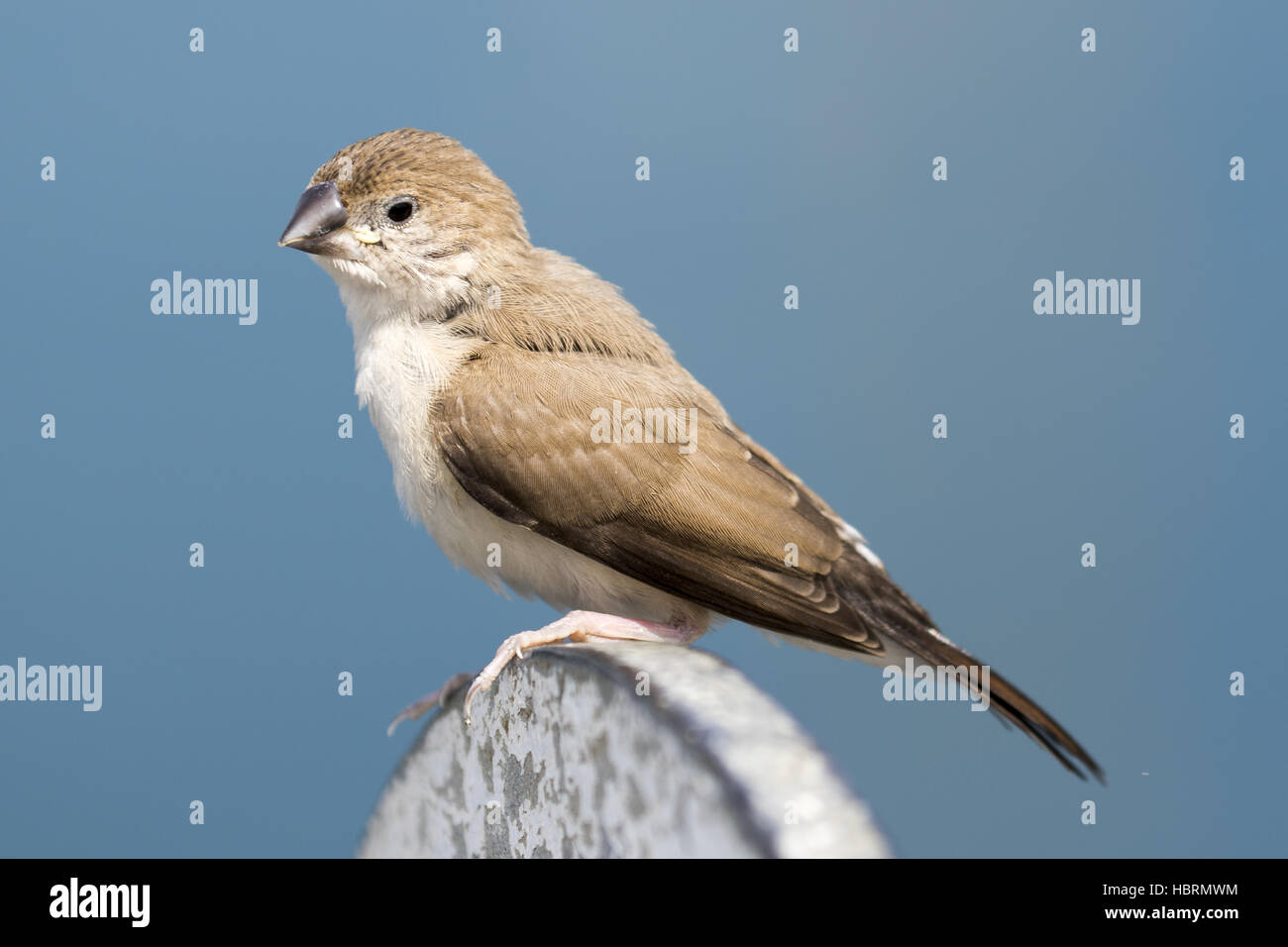 indian silverbill Stock Photo