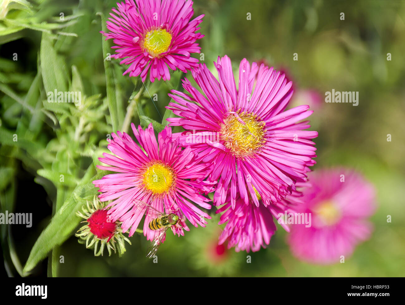 pink flourishing asters Stock Photo