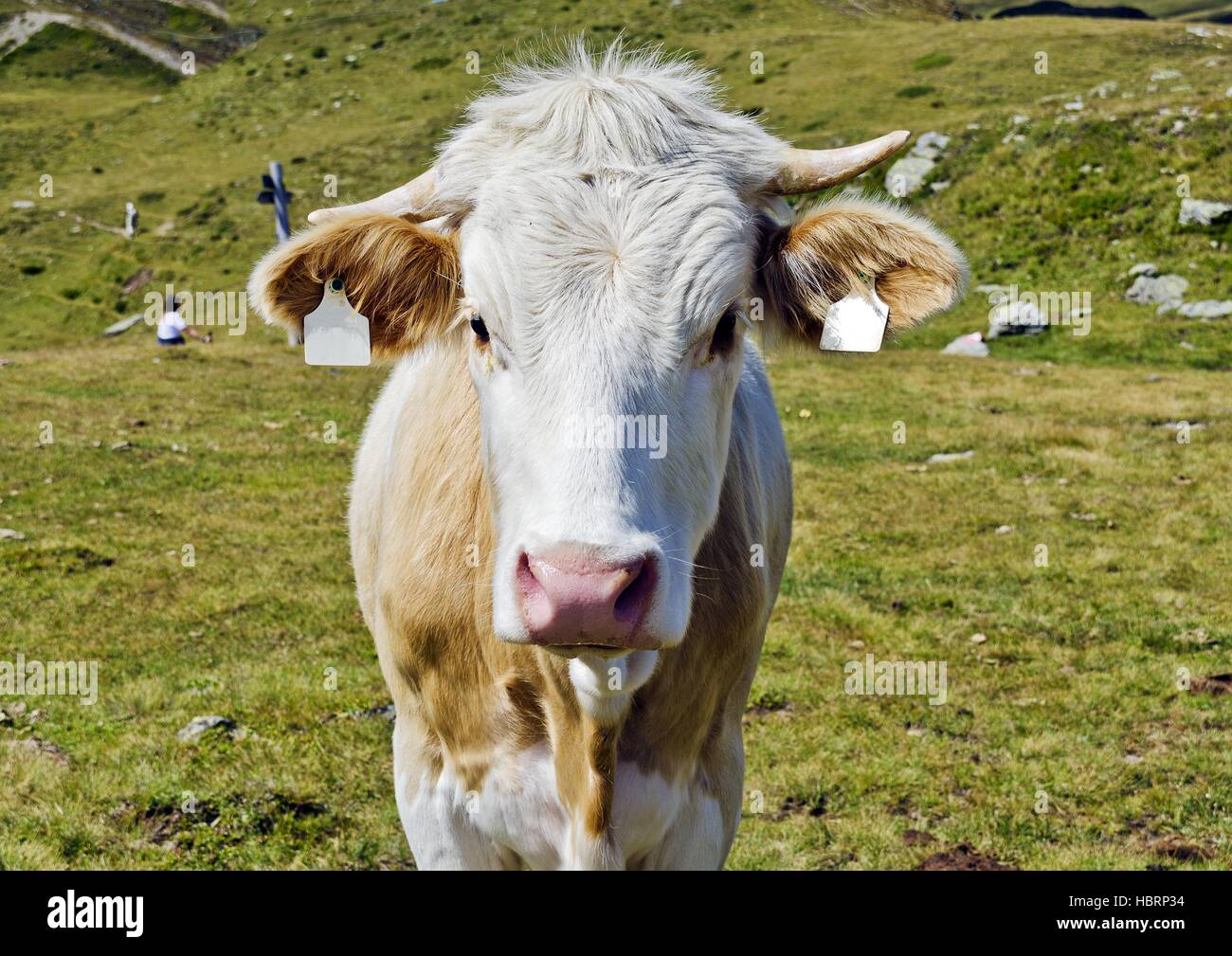young cattle on a seasonal alpine pasture Stock Photo - Alamy