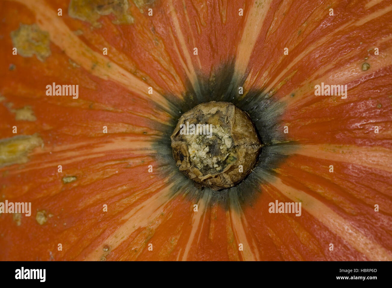 Red Kuri Squash Cucurbita maxima Stock Photo - Alamy