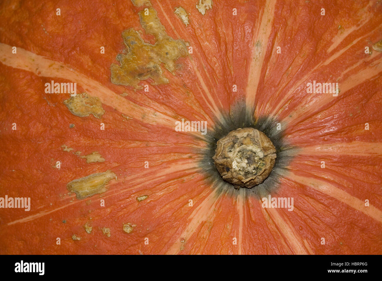 Red Kuri Squash Cucurbita maxima Stock Photo - Alamy