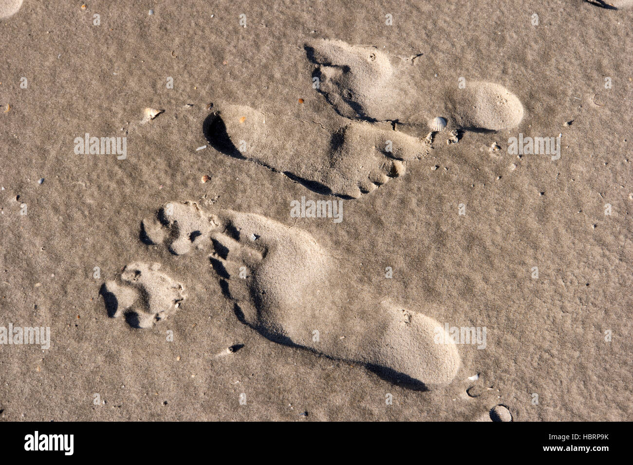 Human footprints dog paw prints hi-res stock photography and images - Alamy