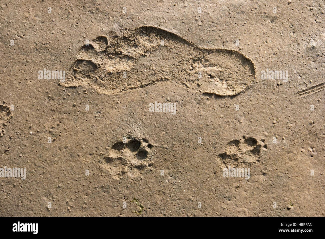 Footprints in the Wadden Sea Stock Photo