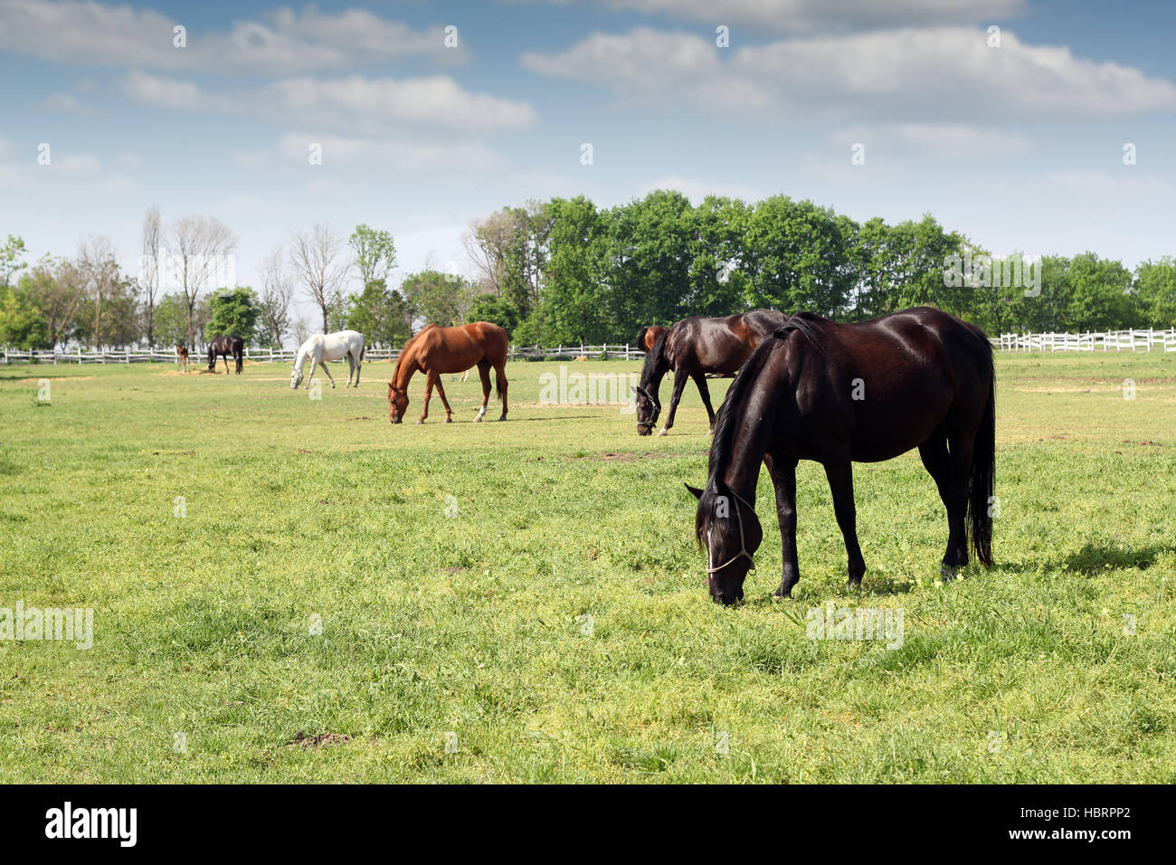 herd of horses grazing ranch scene Stock Photo Alamy