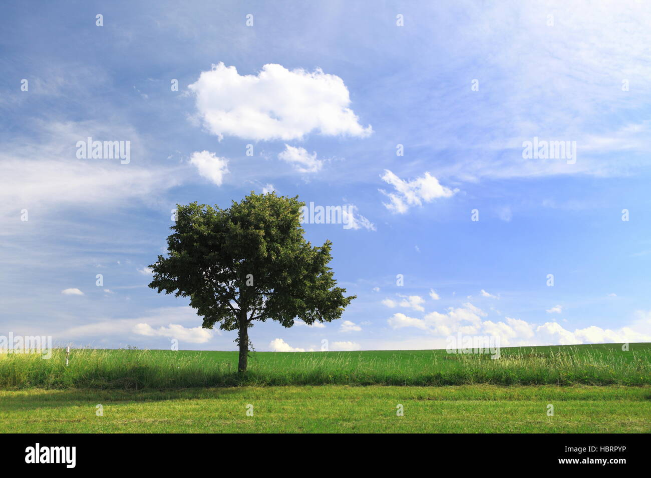 Tree infront a blue sky Stock Photo