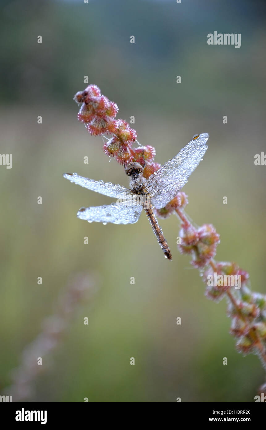 Dragonfly in the drops of dew Stock Photo - Alamy