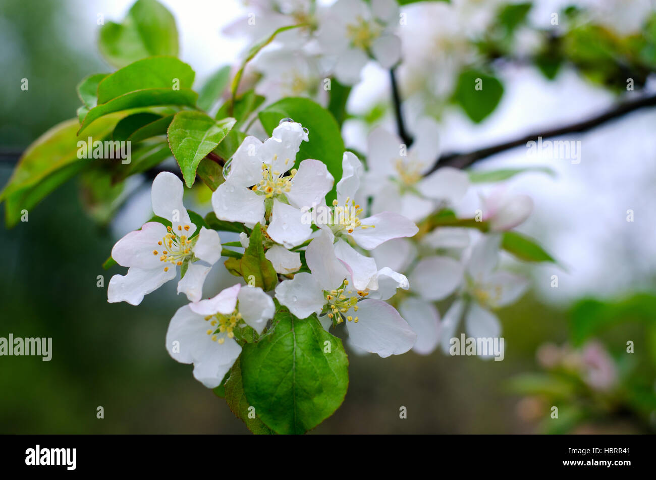 Branch pears with white flowers Stock Photo