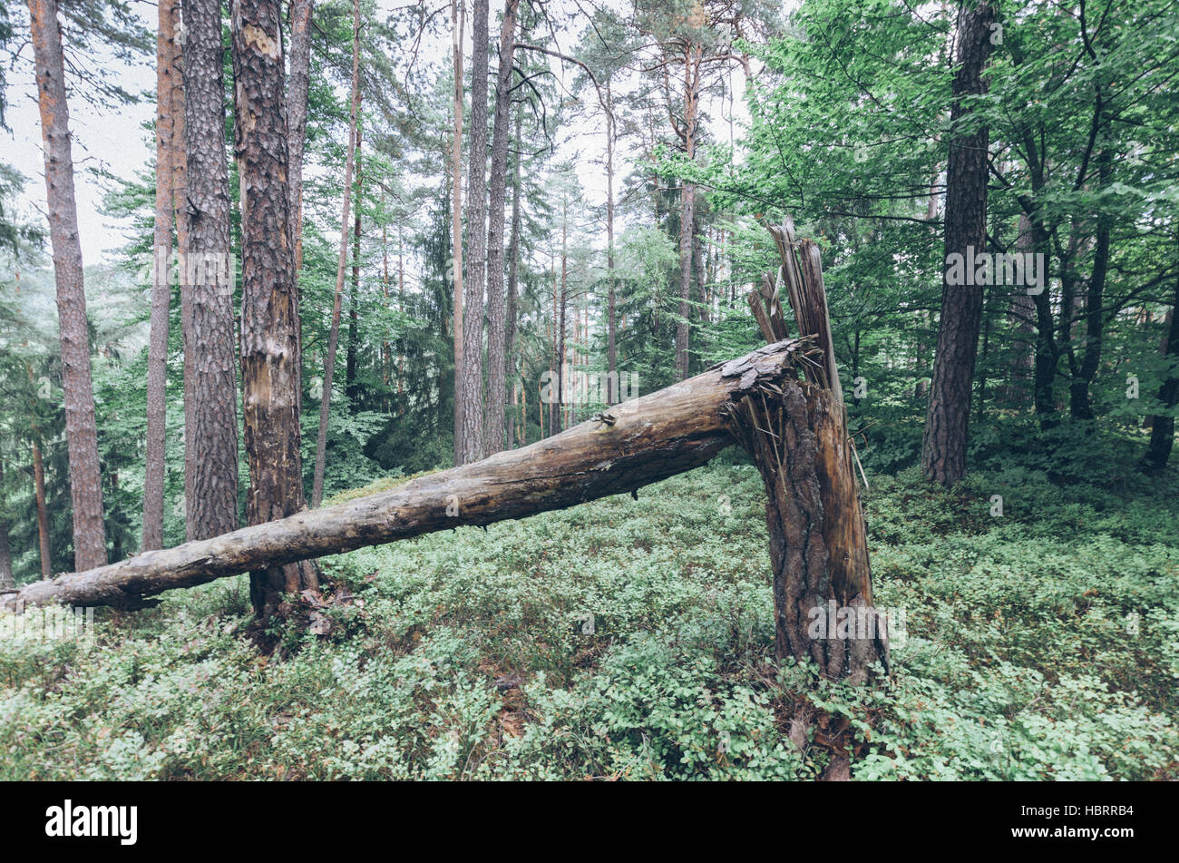 Broken Tree In Forest High Resolution Stock Photography and Images - Alamy