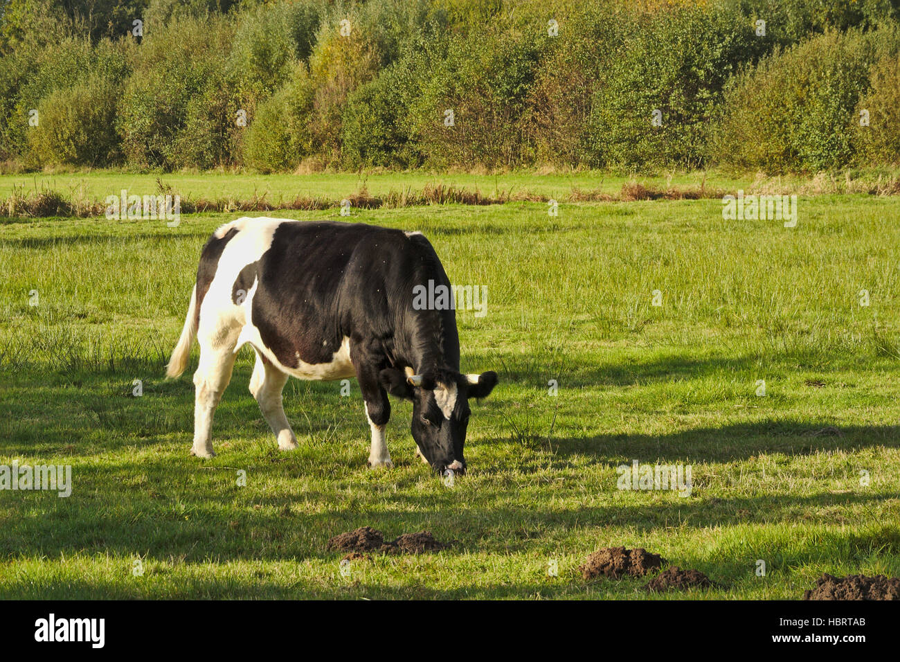 Black and white Holstein cow grazing in natural environment Stock Photo ...