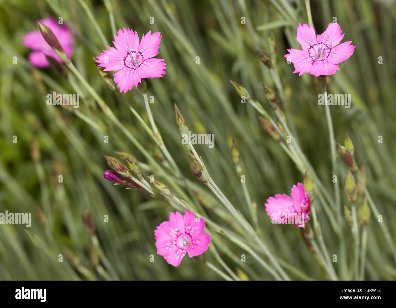 Maiden pink Dianthus deltoides Stock Photo