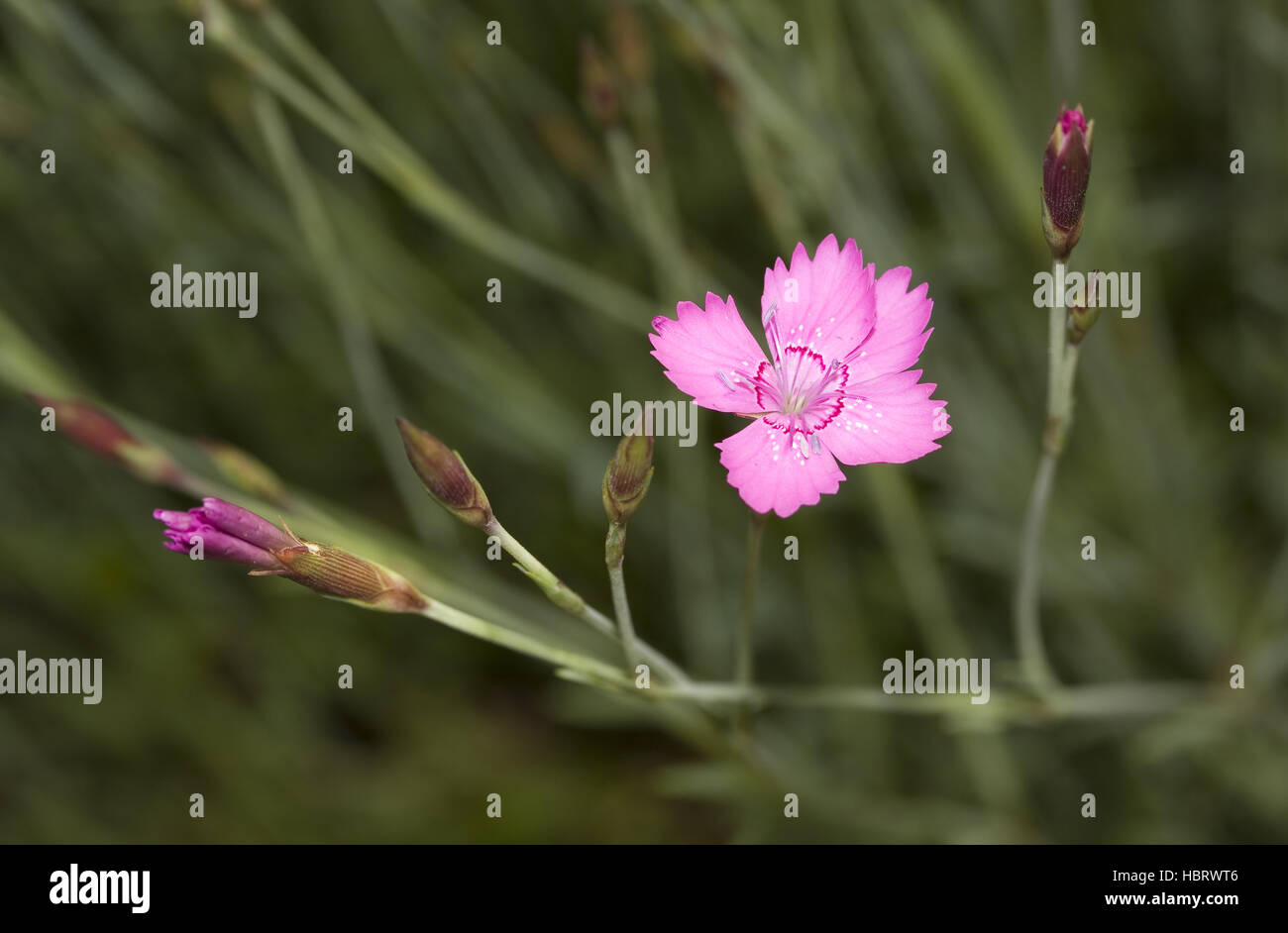Maiden pink Dianthus deltoides Stock Photo