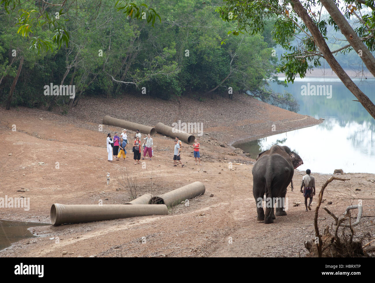 Elephant Rehabilitation Centre in Kottur near Kappukadu, Thiruvananthapuram District, Kerala, India. Stock Photo